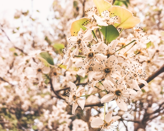 close-up of pale spring blossoms clustered on tree branches with soft background blur