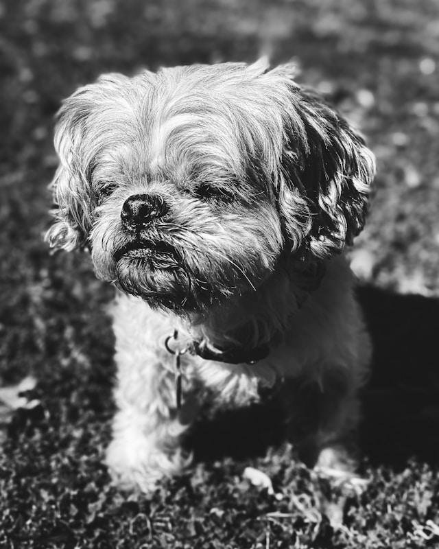 black and white portrait of a small dog sitting on grass outdoors