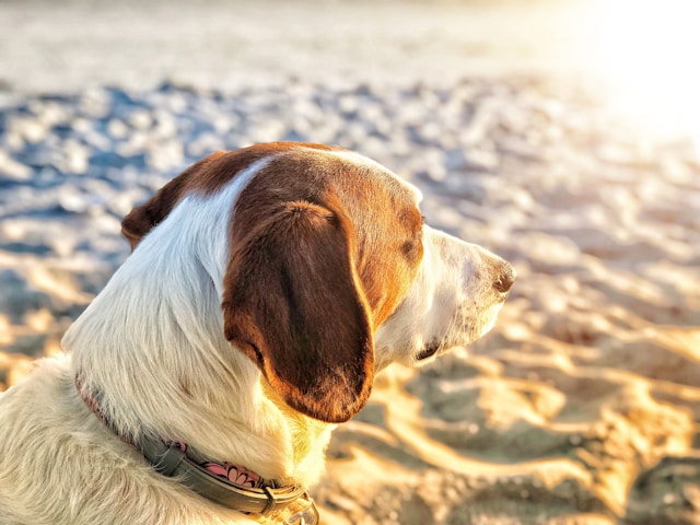 dog standing on sandy beach looking toward the bright ocean horizon